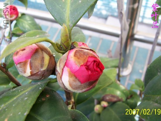 2007-02-19 005.jpg